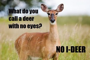 Funny Antelope Jokes - Teal Smiles