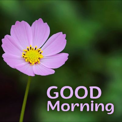 Good Morning Status Images - Teal Smiles